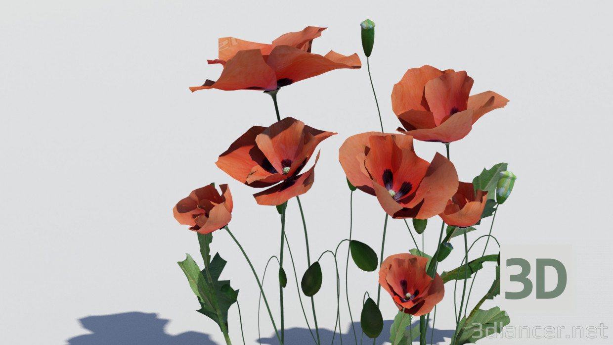 Poppy 3d model