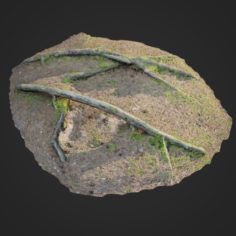 3d scanned nature forest roots 006 3D Model