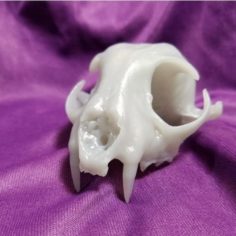 real Bobcat Skull and jaw animal reproduction 3D Print Model