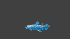 Coelacanth deep sea 3D Model