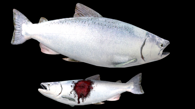 Realistic Salmon Free 3D Model