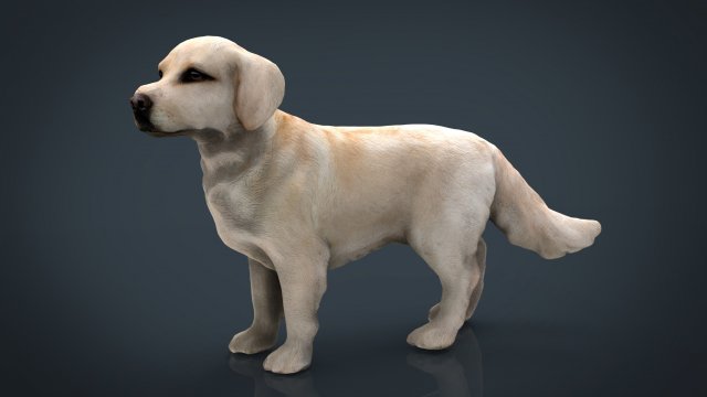 Labrador Retriever 3D Model