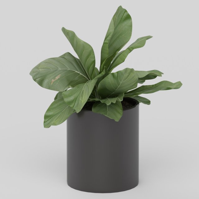 Vray Ready Potted Plant 3D Model