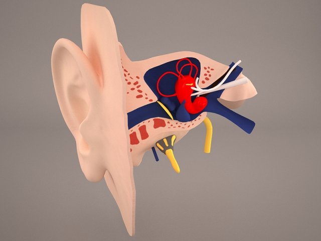 Ear Anatomy 3D Model