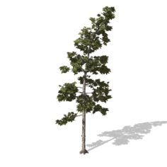 Tree – 0008 – Conifer 3D Model