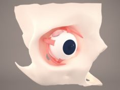 Eye Anatomy 3D Model