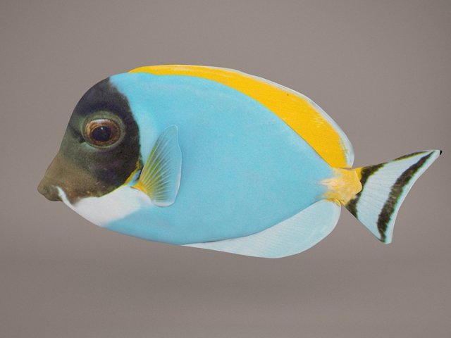 Blue Tang Fish 3D Model