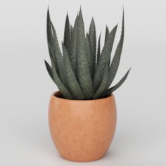 Vray Ready Potted Plant 3D Model