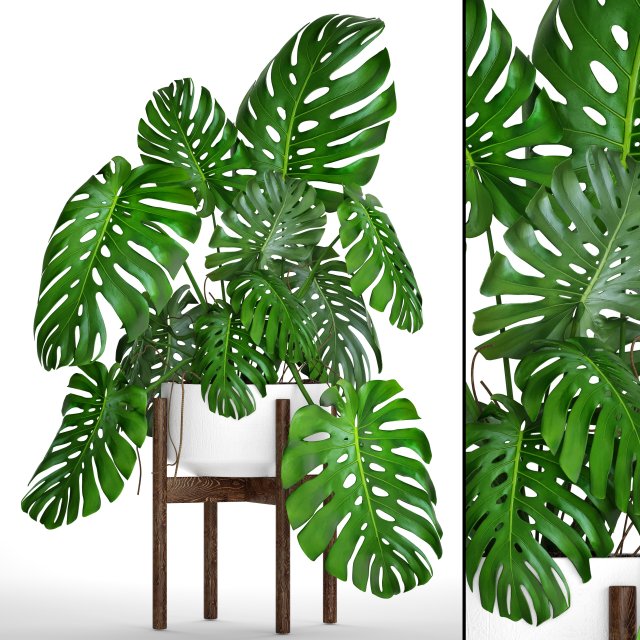 Monstera 3D Model