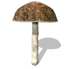 Mushroom-00017 3D Model