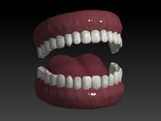 Gums and teeth 3D Model