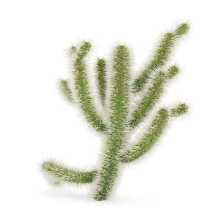 Cholla Cactus 3D Model