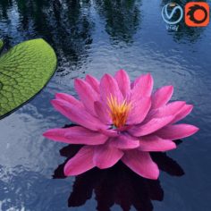 Water Lily – Plant – 0001 3D Model
