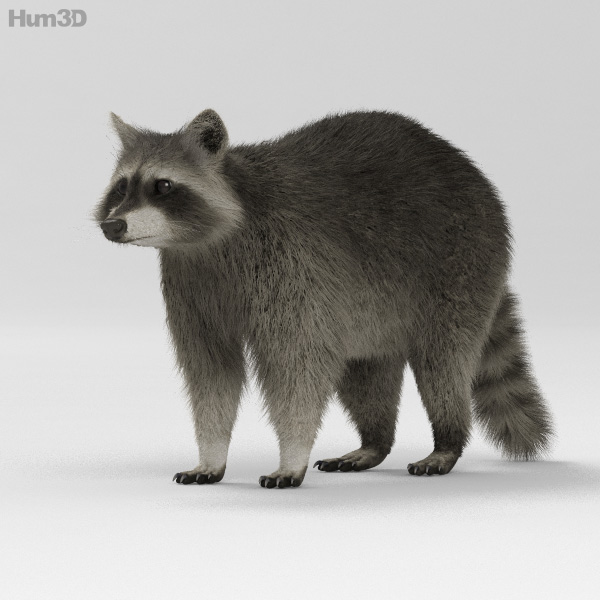 Raccoon HD 3D Model