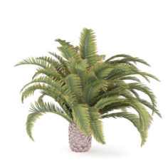 Low Palm Tree 3D Model