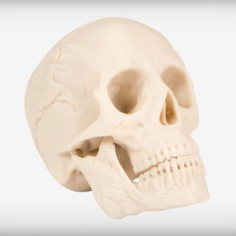 Human Skull 3D Print Model