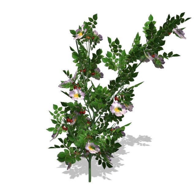 DogRose – 00018 3D Model