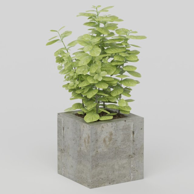 Vray Ready Potted Plant 3D Model