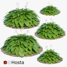 Hosta one 3D Model