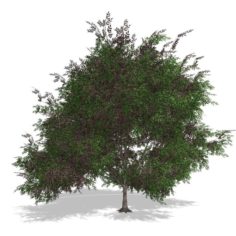 Tree – 00019 3D Model