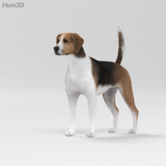 English Foxhound HD 3D Model