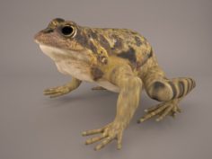 Frog 3D Model 3D Model