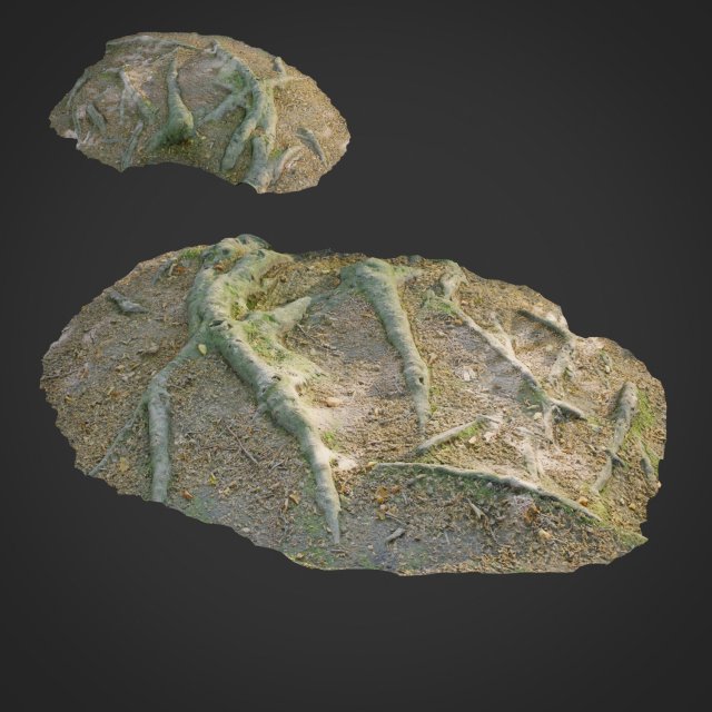 3d scanned nature forest roots 011 3D Model