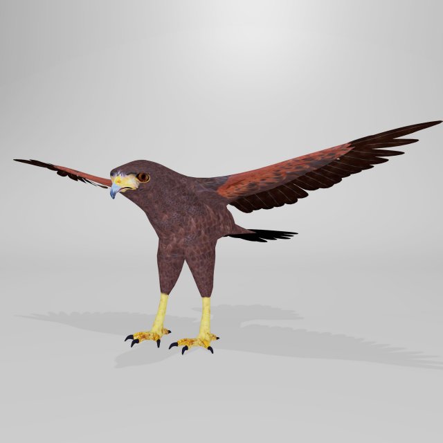 Harris Hawk 3D Model