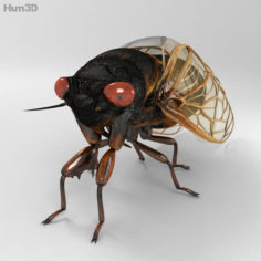 Cicada HD 3D Model