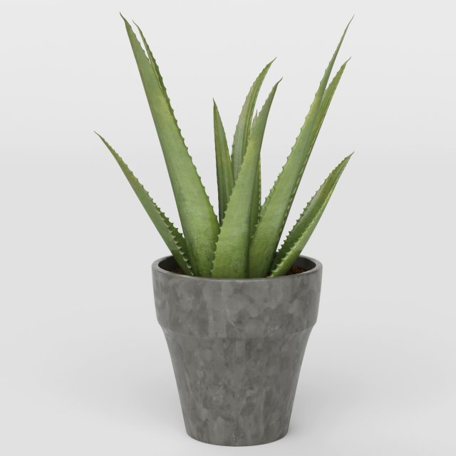 Vray Ready Potted Plant 3D Model