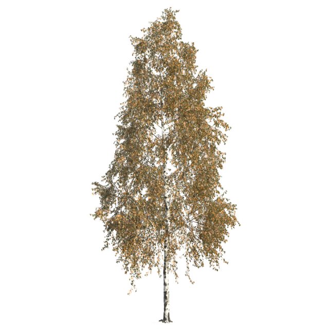 Betula pendula 201AU 3D Model