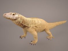 Komodo Dragon 3D Model