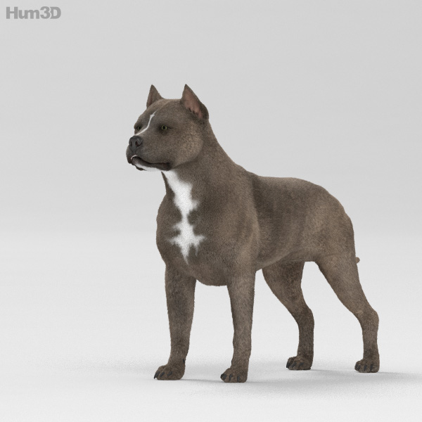 American Pit Bull Terrier HD 3D Model