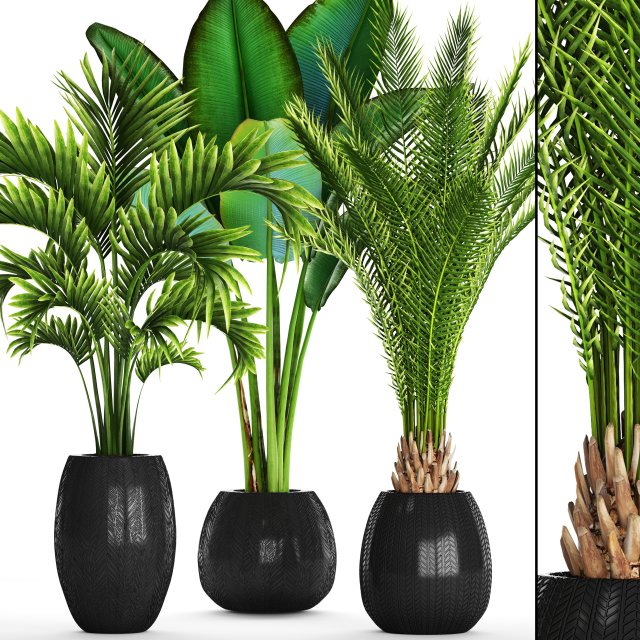 Collection of tropical plants 3D Model