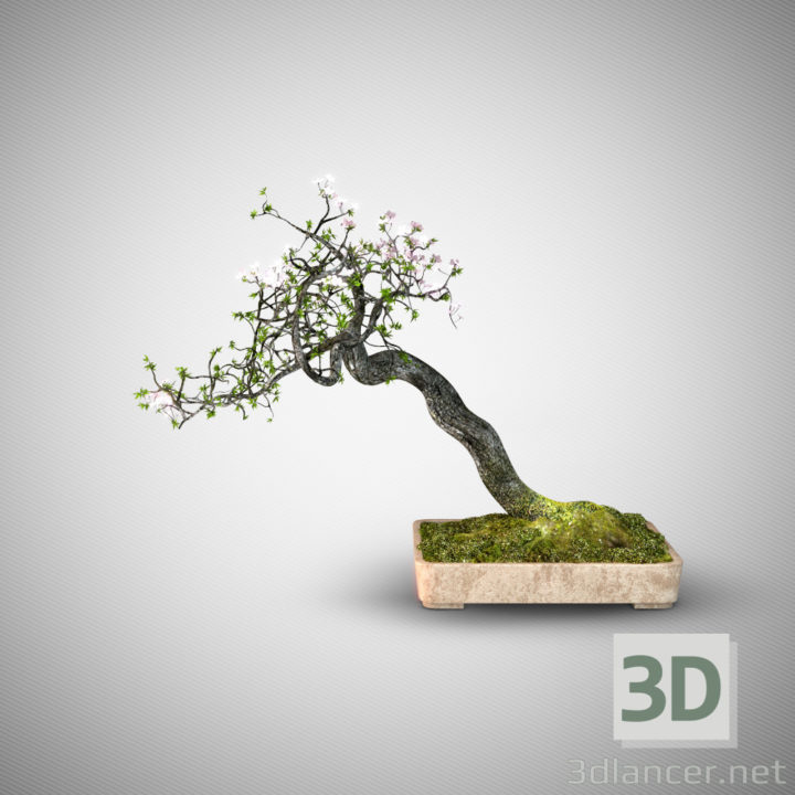 3D-Model 
Japanese bonsai tree