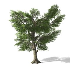 Tree – 0006 3D Model