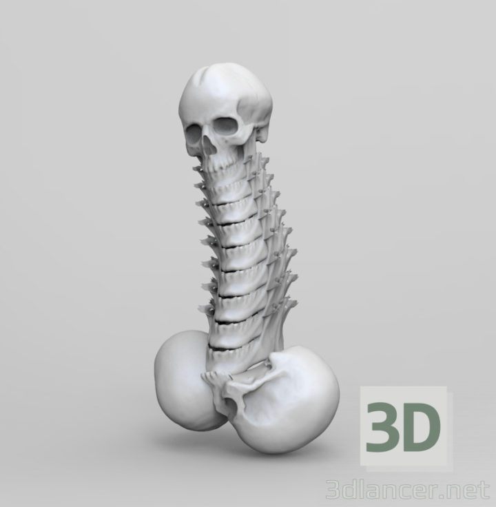 3D-Model 
Skulls