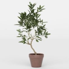 Vray Ready Potted Plant 3D Model