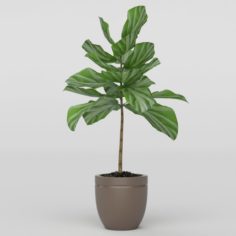 Vray Ready Potted Plant 3D Model