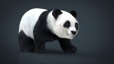 PANDA WALKING 3D Model