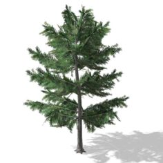 Tree – 0012 3D Model
