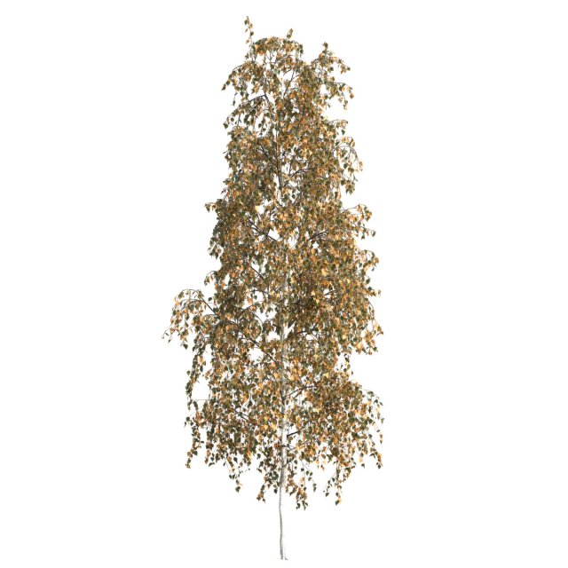 Betula pendula 101AU 3D Model