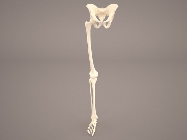 Human Male Lower Body Skeleton 3D Model