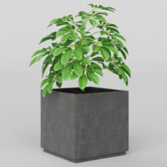 Vray Ready Potted Plant 3D Model