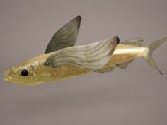 Fish 1 3D Model