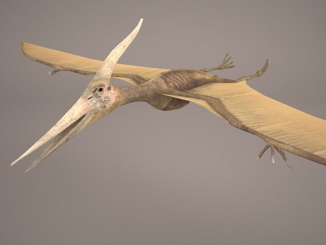 Pteranodon 3D Model