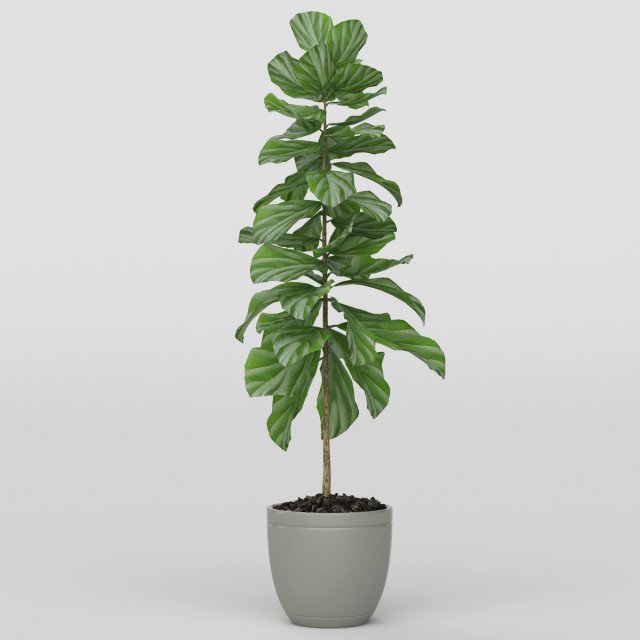 Vray Ready Potted Plant 3D Model