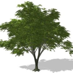 Tree – 0003 3D Model