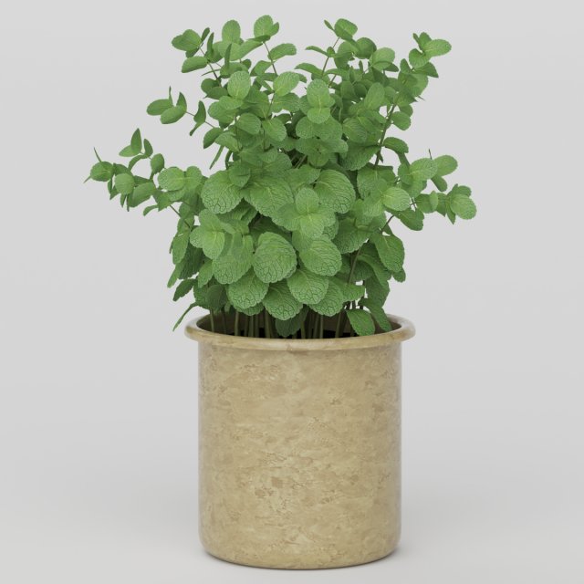 Vray Ready Potted Plant 3D Model