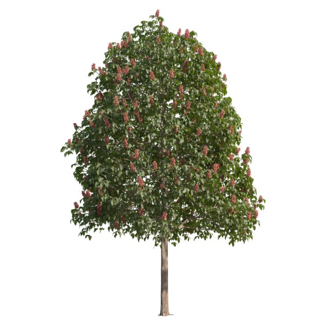 Aesculus x carnea 201SU FL 3D Model